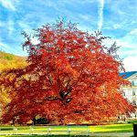 Karlovy Vary All-Inclusive Escape: Springs, Views & Culture
